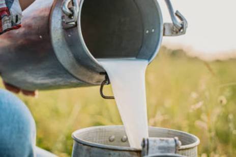 Fresh Milk