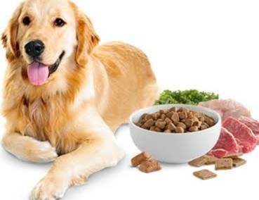 Dog Food